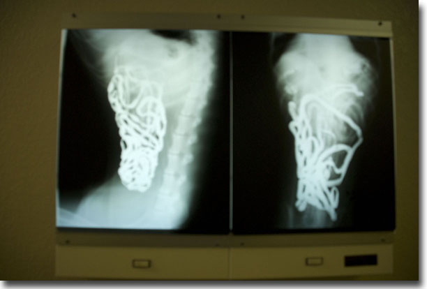 Radiology+pictures